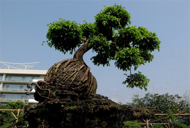 cây sanh,cây cảnh,cây cảnh tiền tỷ,chơi cây