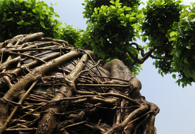 cây sanh,cây cảnh,cây cảnh tiền tỷ,chơi cây