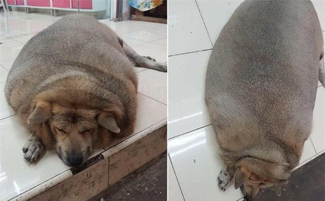 Chú chó gây hoang mang nhất ngày: Mập đến nỗi nhìn mãi không biết đây là chó hay lợn