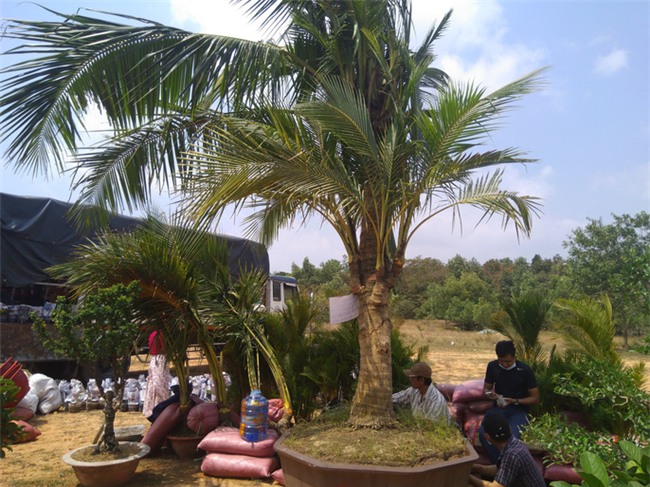 cây cảnh,chơi cây,cây cảnh tiền tỷ,hoa Tết