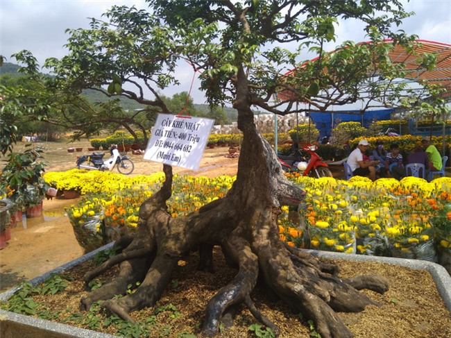 cây cảnh,chơi cây,cây cảnh tiền tỷ,hoa Tết