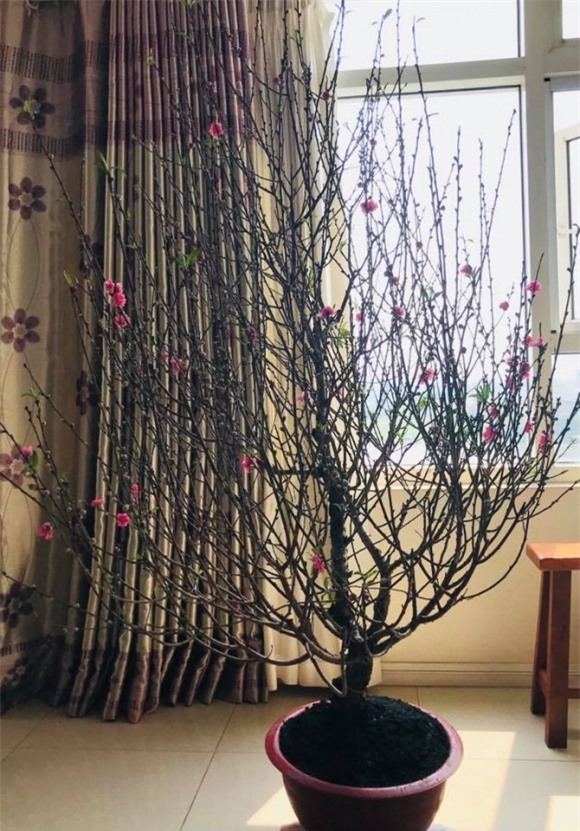 nhà sao, nhà sao việt, sao việt dọn nhà đón tết