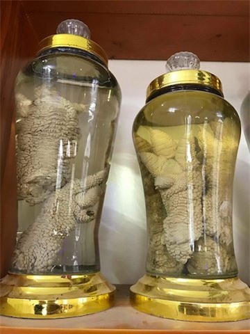 san chan ga dong tao