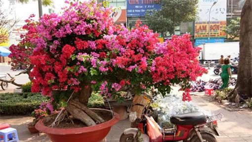 man nhan hoa giay my dang "quai vat" gia 40 trieu/cay do bo sai gon - 1