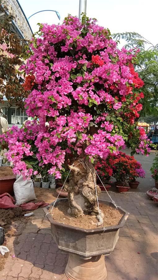 man nhan hoa giay my dang "quai vat" gia 40 trieu/cay do bo sai gon - 2