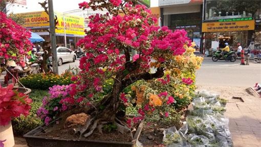 man nhan hoa giay my dang "quai vat" gia 40 trieu/cay do bo sai gon - 3