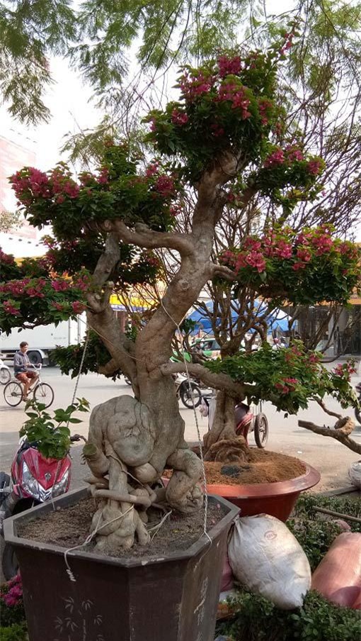 man nhan hoa giay my dang "quai vat" gia 40 trieu/cay do bo sai gon - 5