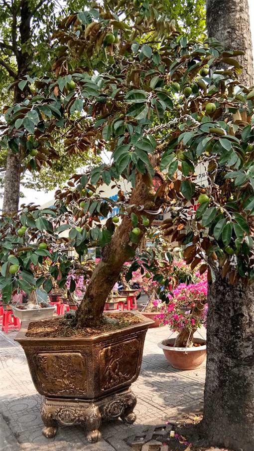 man nhan hoa giay my dang "quai vat" gia 40 trieu/cay do bo sai gon - 6