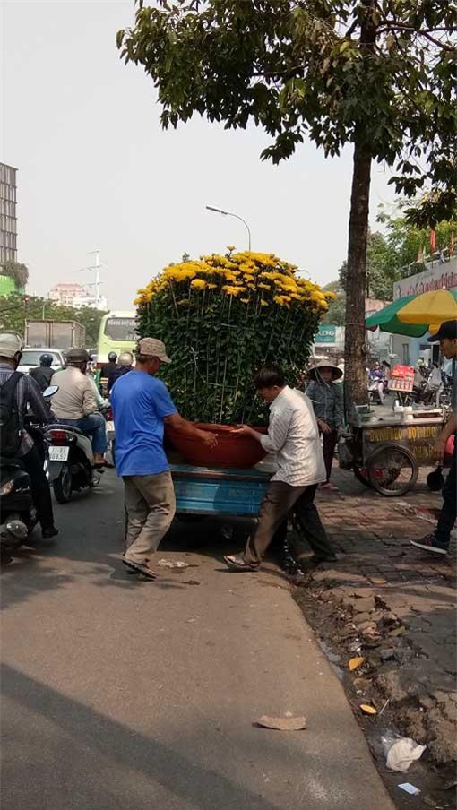 man nhan hoa giay my dang "quai vat" gia 40 trieu/cay do bo sai gon - 8