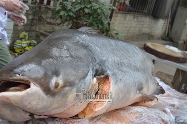 Đại gia,cá da trơn,thủy quái,campuchia,cá tra,me kông