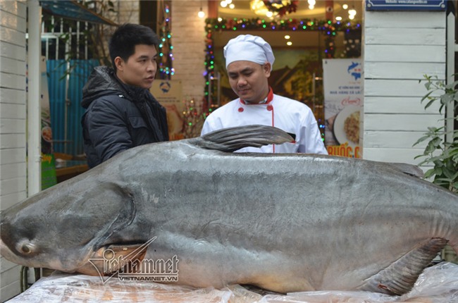 Đại gia,cá da trơn,thủy quái,campuchia,cá tra,me kông