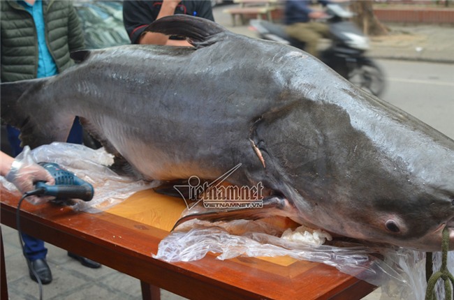 Đại gia,cá da trơn,thủy quái,campuchia,cá tra,me kông