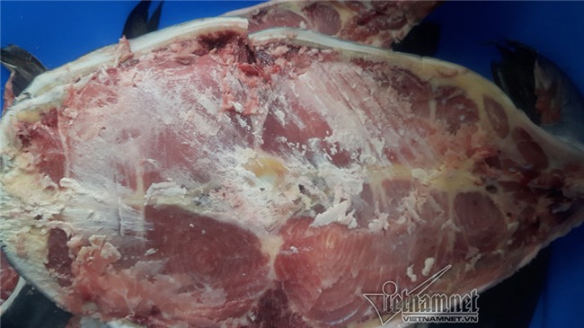 Đại gia,cá da trơn,thủy quái,campuchia,cá tra,me kông