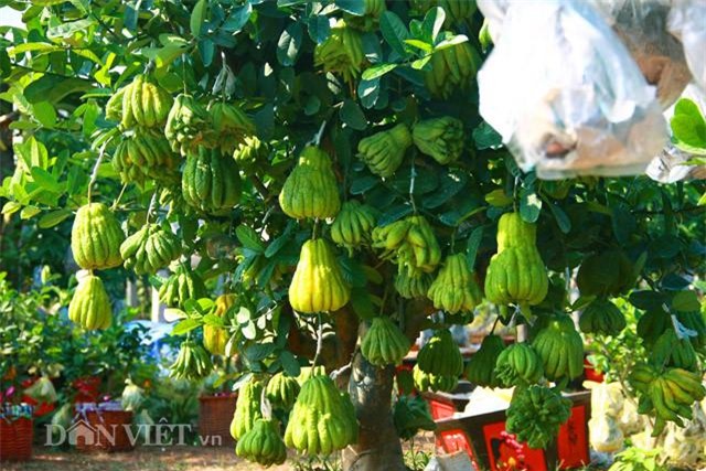 tai sao nguoi viet lai dung qua phat thu trung trong ngay tet? - 2