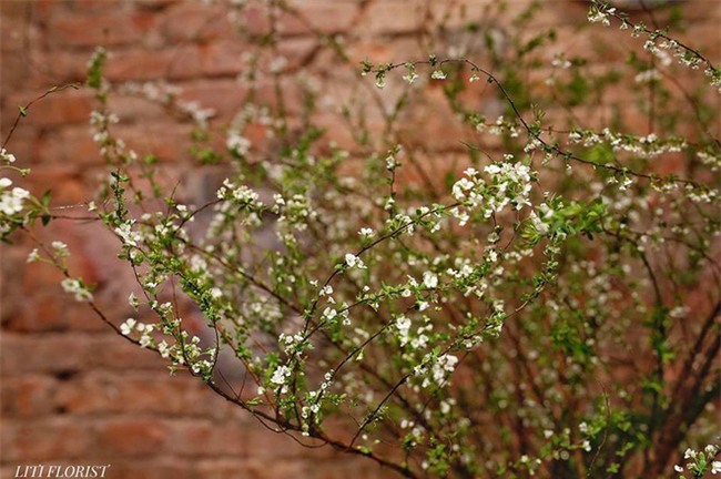 4 loại hoa nhập khẩu đắt tiền đang được chị em săn lùng ráo riết để trưng Tết 2018 - Ảnh 2.