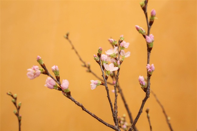 4 loại hoa nhập khẩu đắt tiền đang được chị em săn lùng ráo riết để trưng Tết 2018 - Ảnh 9.