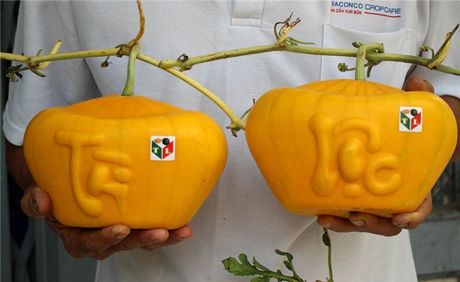 quả chưng tết,dưa hấu thỏi vàng,Cần Thơ,Tết Nguyên đán 2018