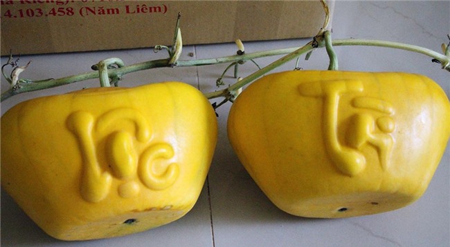 quả chưng tết,dưa hấu thỏi vàng,Cần Thơ,Tết Nguyên đán 2018