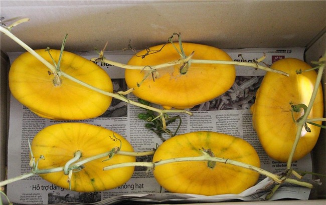 quả chưng tết,dưa hấu thỏi vàng,Cần Thơ,Tết Nguyên đán 2018