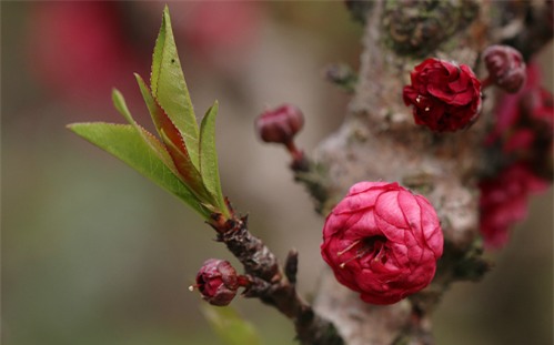 Đặt đào, mai, quất ở đâu trong nhà để mang nhiều may mắn?