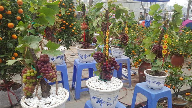 Tết Nguyên đán,chợ hoa xuân,siêu cây cảnh,cây độc