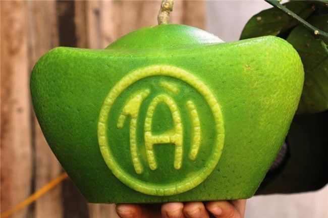 Làm 200 quả bưởi tài lộc, giá 1 triệu/cặp khách vẫn tranh nhau mua