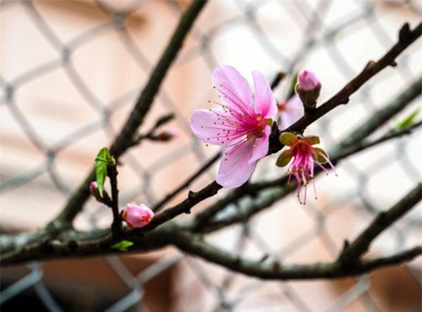 xot xa nhung nguoi phu nu so den run ray hai chu "tet ve..." - 4
