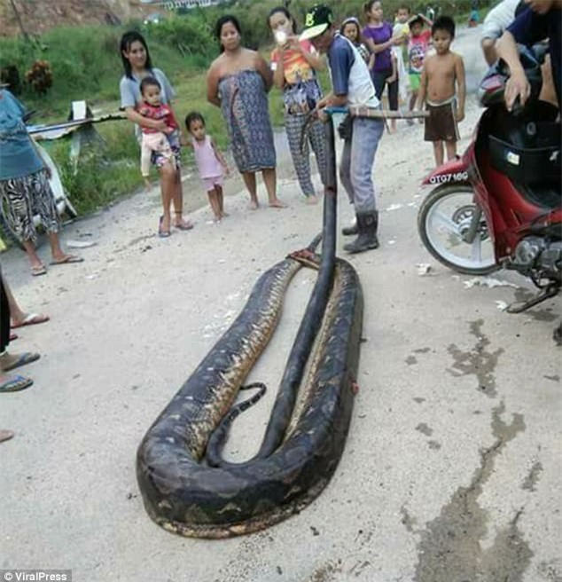 Phát hiện trăn khổng lồ 6m đang ân ái, dân địa phương bắt về làm thịt, xào lên chia cho cả làng - Ảnh 4.