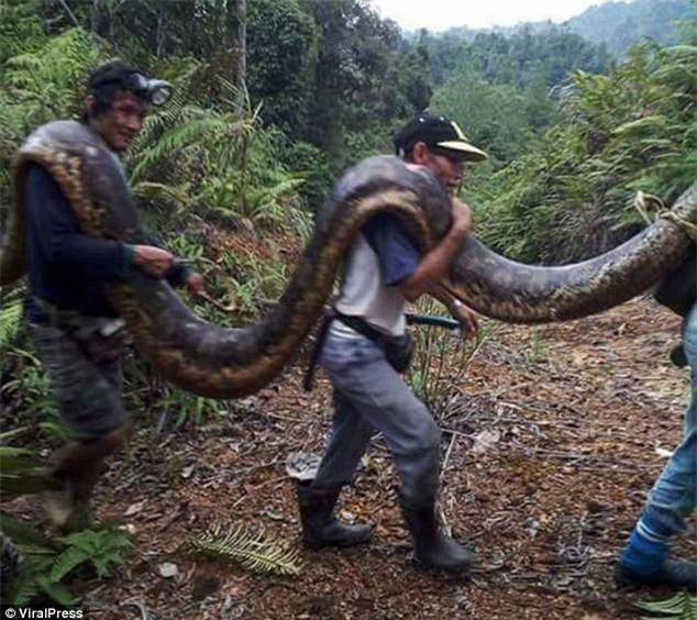 Phát hiện trăn khổng lồ 6m đang ân ái, dân địa phương bắt về làm thịt, xào lên chia cho cả làng - Ảnh 6.