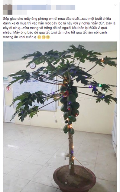 Đu đủ nguyên cây, chậu súp lơ - những cây cảnh khiến người ta khóc thét trong ngày Tết - Ảnh 1.