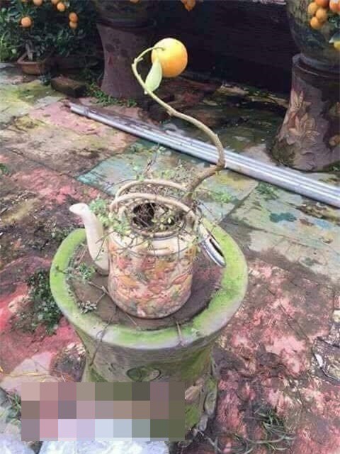 Đu đủ nguyên cây, chậu súp lơ - những cây cảnh khiến người ta khóc thét trong ngày Tết - Ảnh 11.