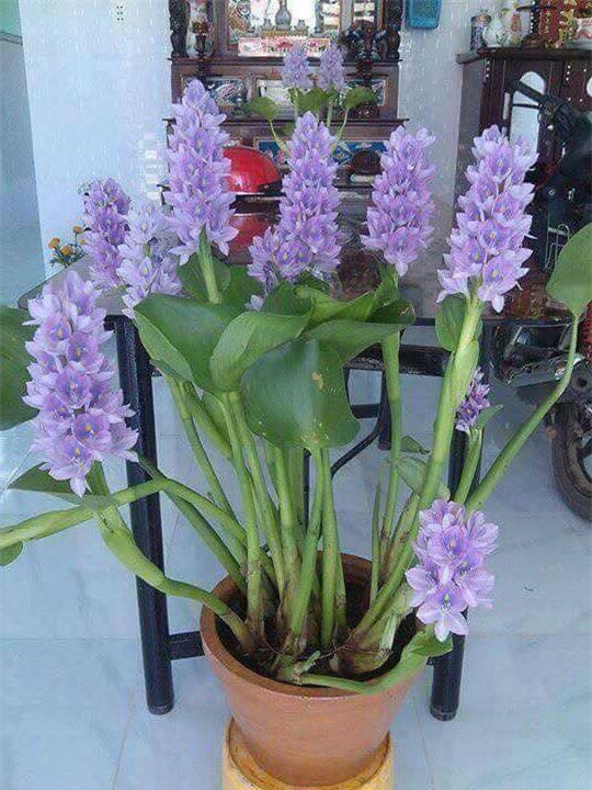 Đu đủ nguyên cây, chậu súp lơ - những cây cảnh khiến người ta khóc thét trong ngày Tết - Ảnh 3.