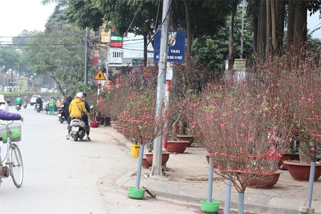 Những cây cảnh Tết giá trên trời dành cho đại gia