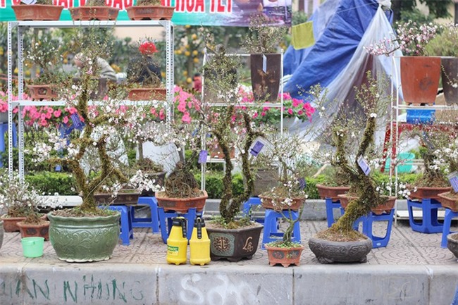 Những cây cảnh Tết giá trên trời dành cho đại gia