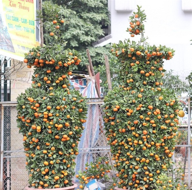 Những cây cảnh Tết giá trên trời dành cho đại gia