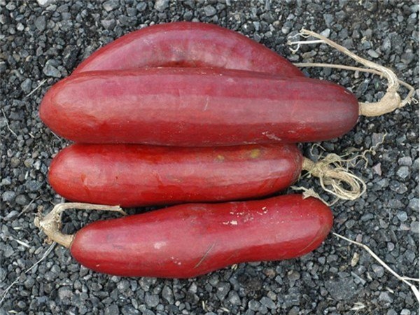 hoa quả độc lạ,quả trưng Tết,bưởi đỏ,chuối đỏ