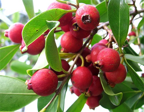 hoa quả độc lạ,quả trưng Tết,bưởi đỏ,chuối đỏ