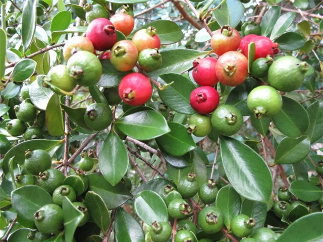 hoa quả độc lạ,quả trưng Tết,bưởi đỏ,chuối đỏ