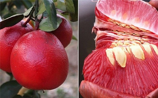 hoa quả độc lạ,quả trưng Tết,bưởi đỏ,chuối đỏ