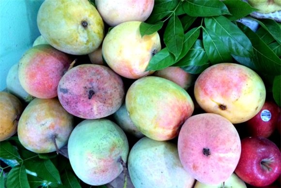 hoa quả độc lạ,quả trưng Tết,bưởi đỏ,chuối đỏ