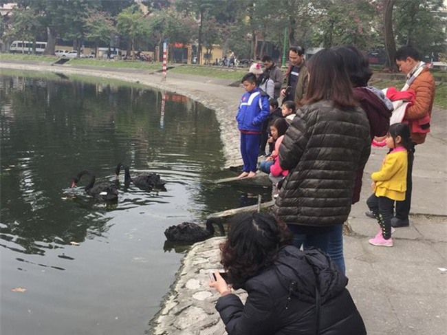 Chia 5 ca trực 24/24 để bảo vệ thiên nga ở hồ Thiền Quang suốt dịp nghỉ Tết - Ảnh 1.