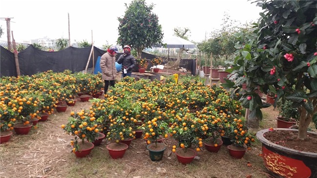 moi 29 tet lai buon, nha vuon da xa hang, ban chay hoa, quat canh hinh anh 1