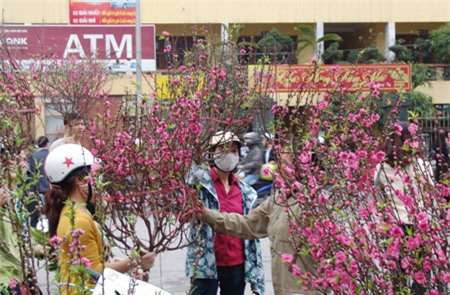 moi 29 tet lai buon, nha vuon da xa hang, ban chay hoa, quat canh hinh anh 2