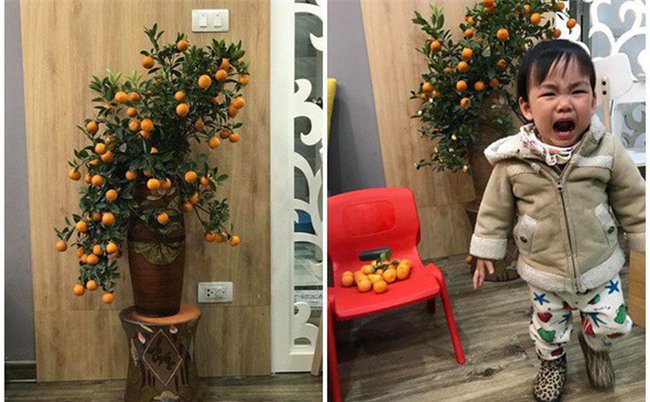Sắm cây quất đẹp đón Tết, chỉ phút lơ là bố mẹ