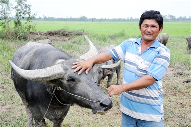nông dân làm giàu,tỷ phú nông dân,nuôi trâu