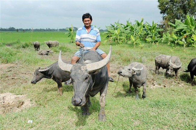 nông dân làm giàu,tỷ phú nông dân,nuôi trâu