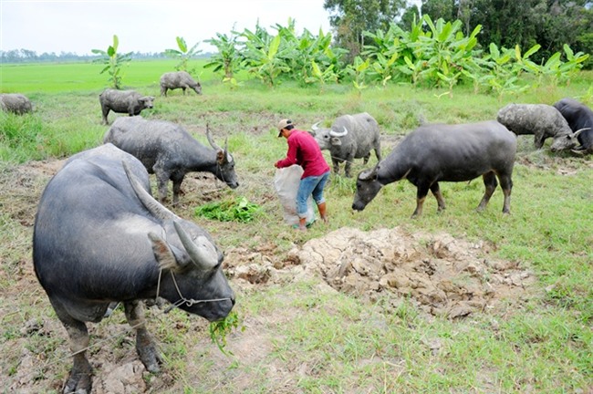 nông dân làm giàu,tỷ phú nông dân,nuôi trâu