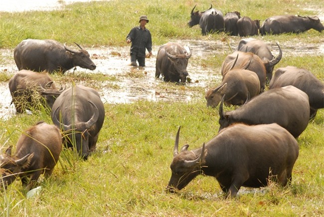 nông dân làm giàu,tỷ phú nông dân,nuôi trâu