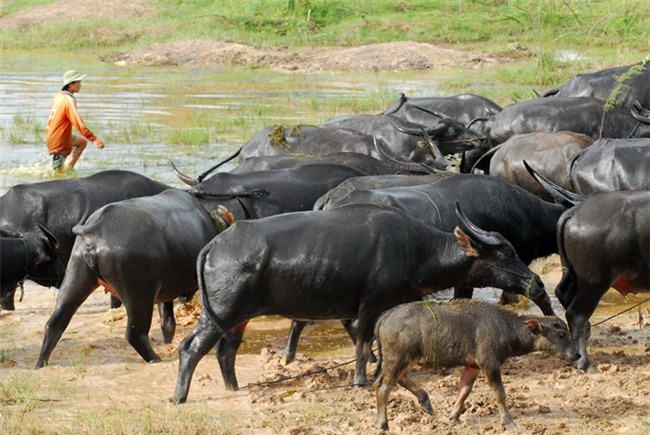 nông dân làm giàu,tỷ phú nông dân,nuôi trâu