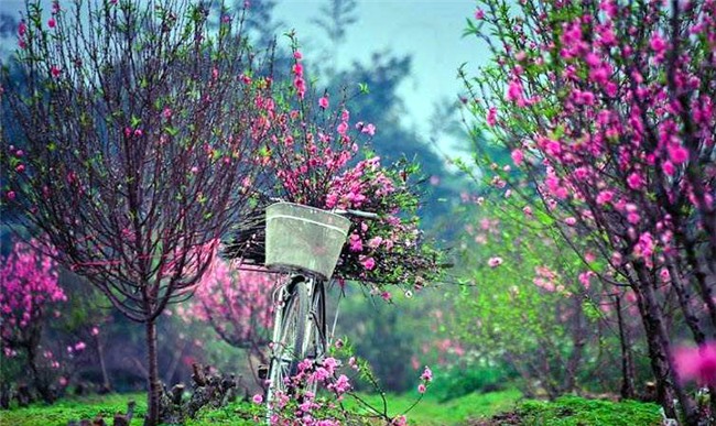 Lời chúc Tết Mậu Tuất,Tết cổ truyền,Tết nguyên đán